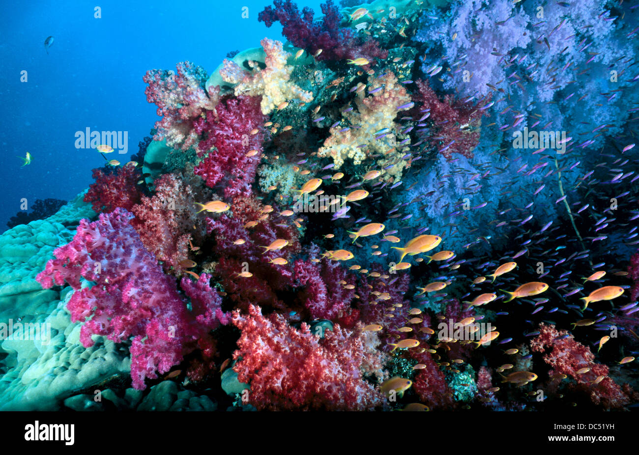 Soft coral fiji islands hi-res stock photography and images - Alamy