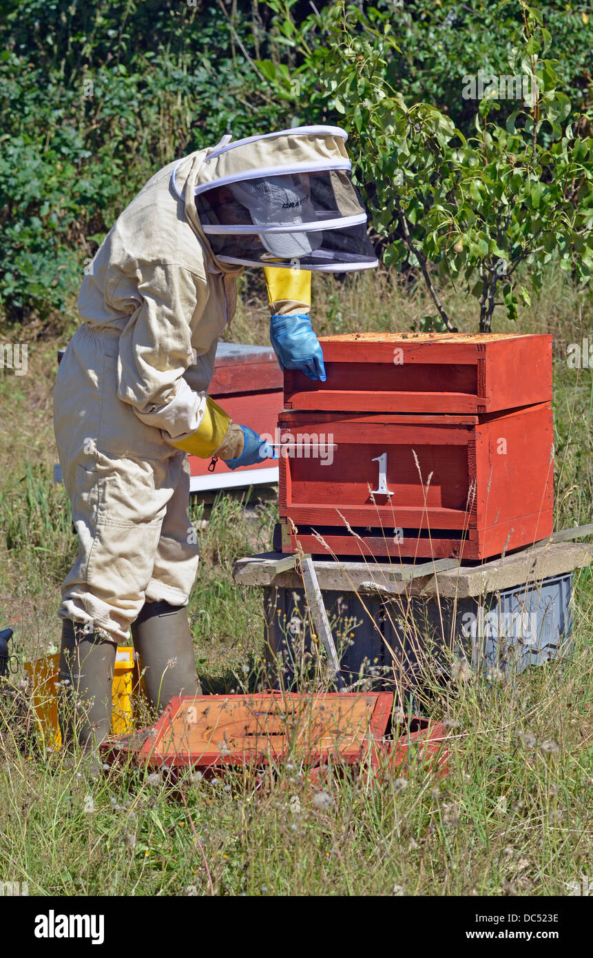 beekeeper breaking open national hive Stock Photo