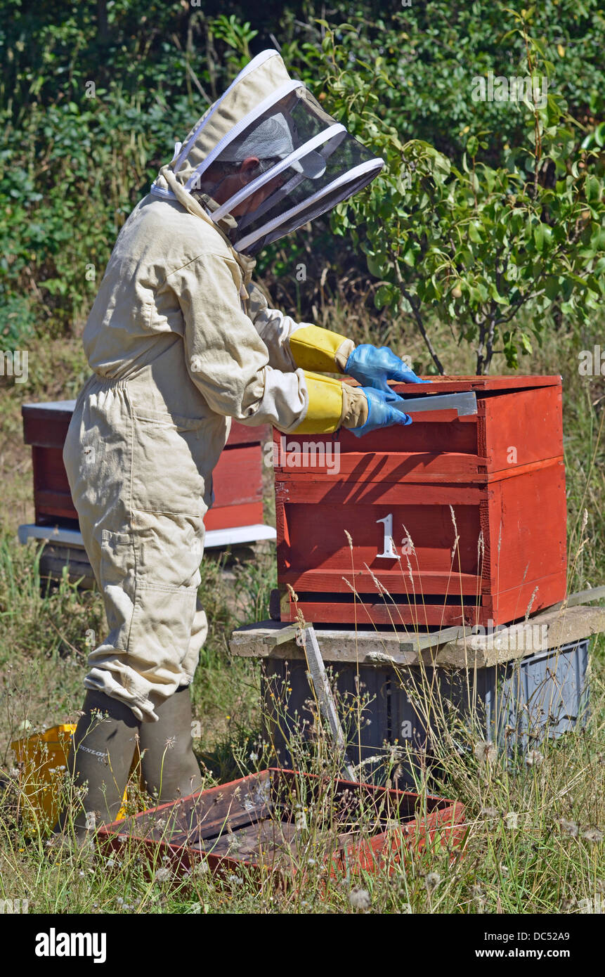 bee keeper opening hive Stock Photo