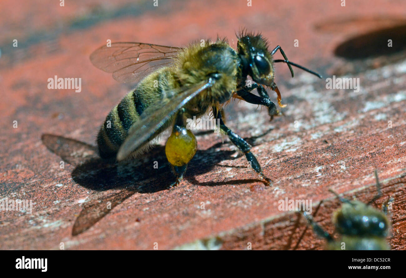 worker bee with legs sacs full of propolis Stock Photo - Alamy