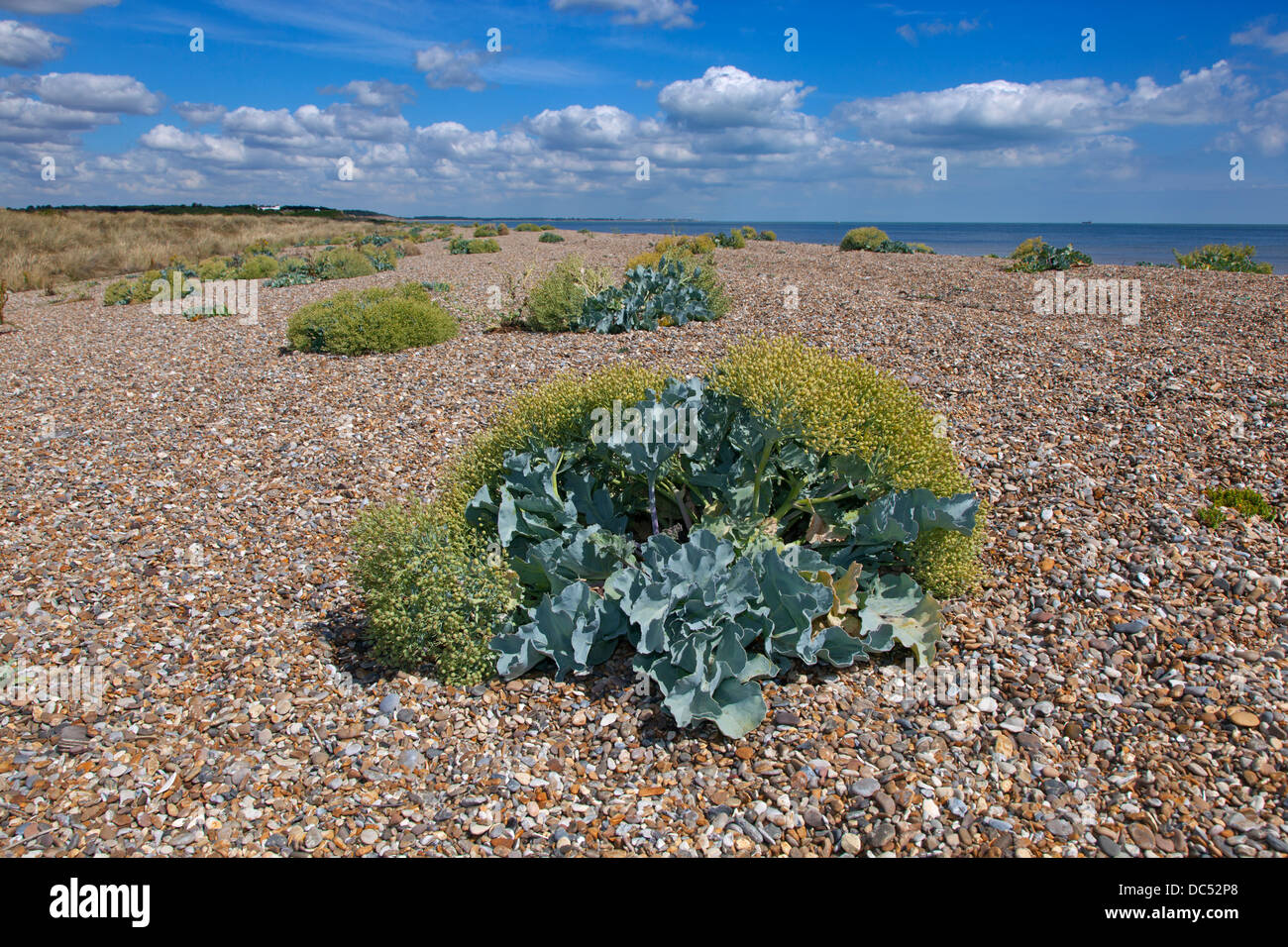 Sea Kale Crambe maritma growing Minsmere Beach Suffolk Stock Photo