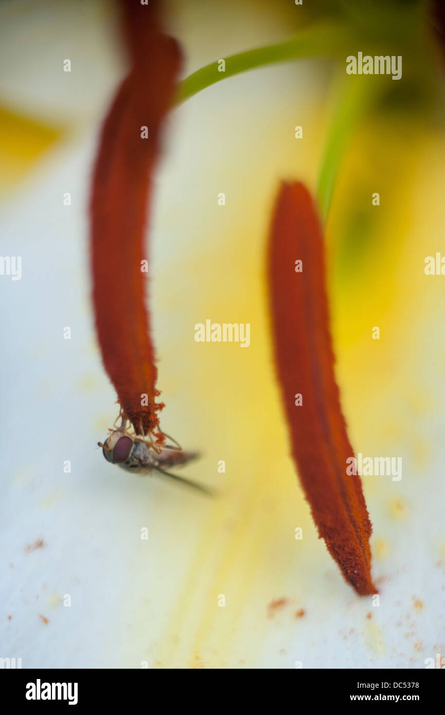 hoverfly on stamens of lily Stock Photo