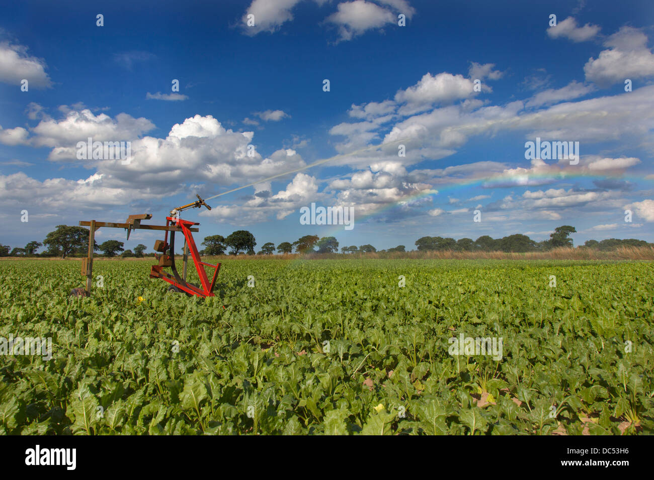 Irrigating Sugar Beet crop in drought conditions Norfolk Stock Photo