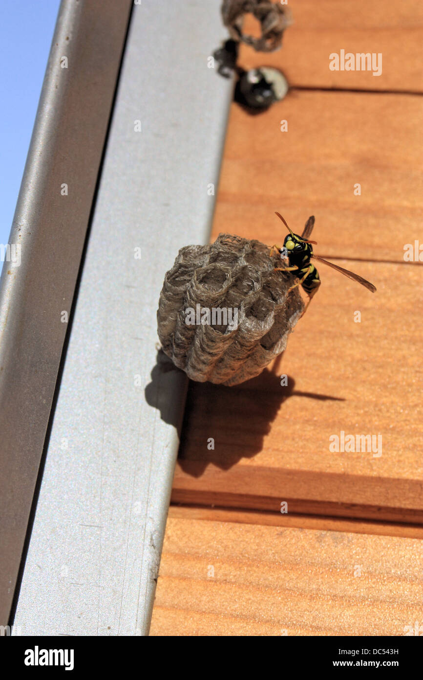European Paper Wasps (Polistes dominula) building a nests attached to a roof, Italy, in Summer. Stock Photo