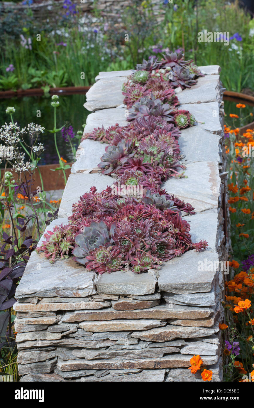 Dry stone wall with wildlife habitats and sempervivum inside Stock Photo