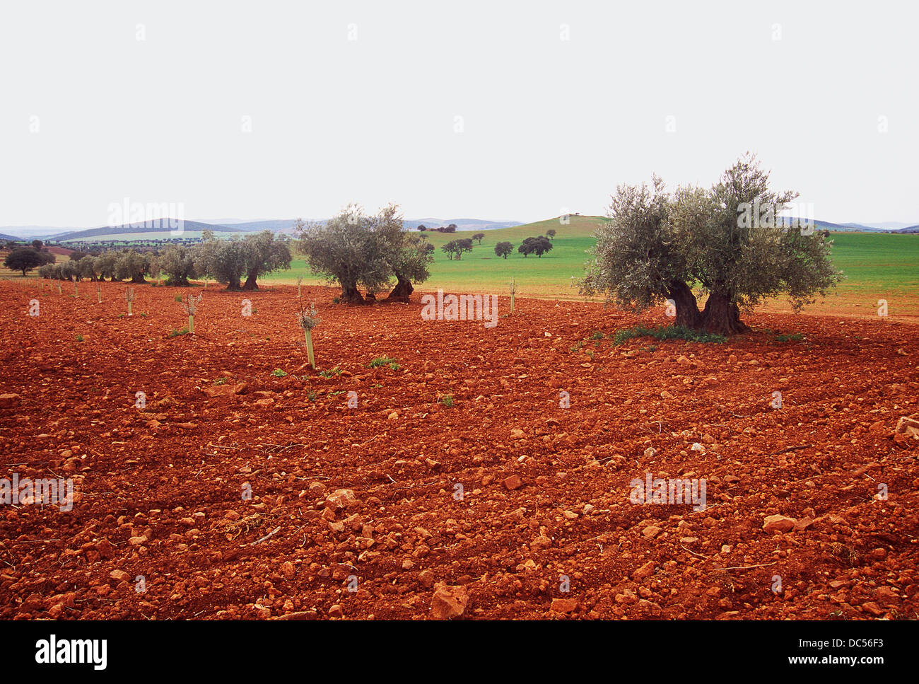 Olive trees in a cultivation field. Campo de Calatrava, Ciudad Real province, Castilla La Mancha, Spain. Stock Photo