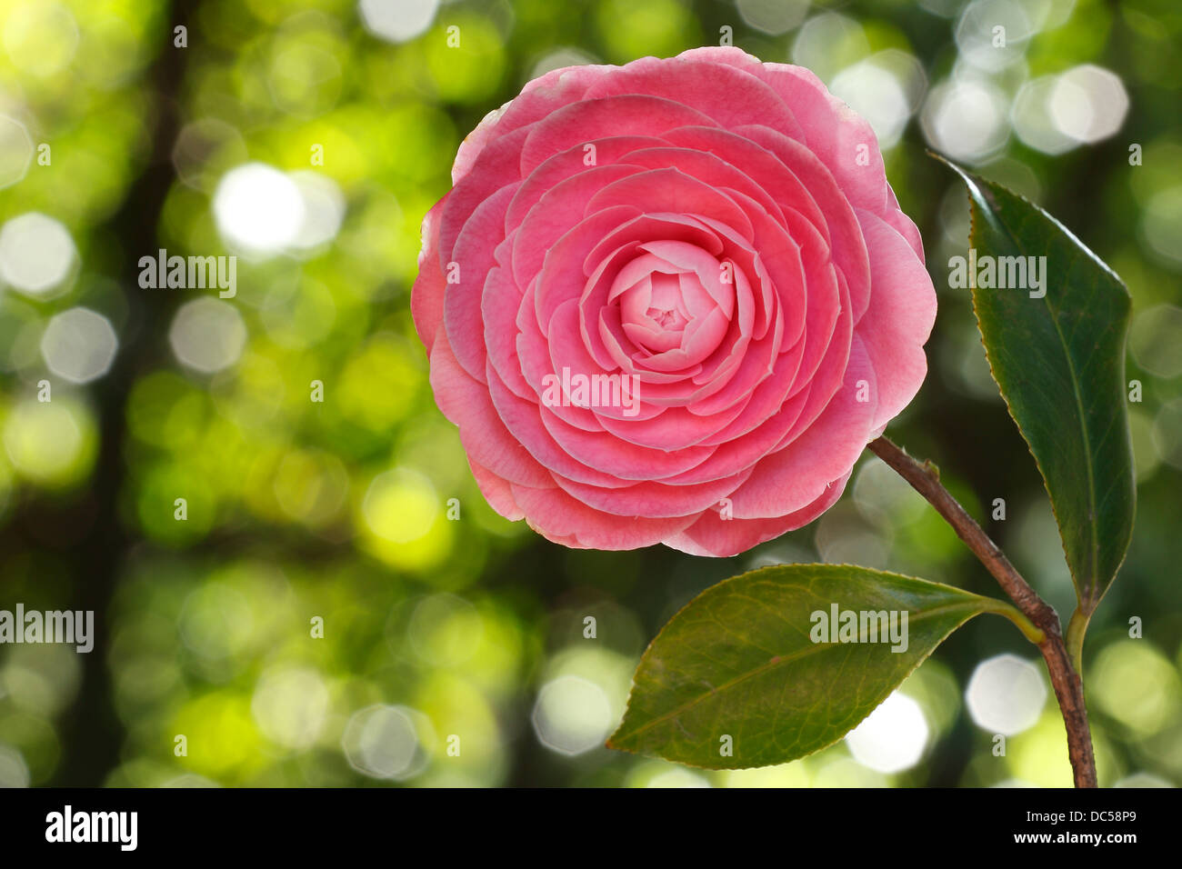 A beautiful pink Camelia flower close-up. Stock Photo