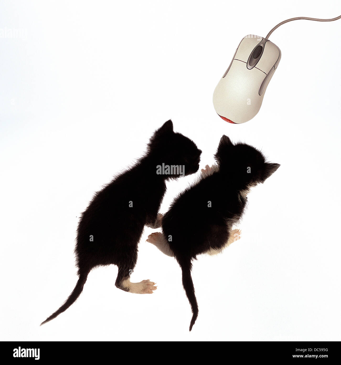 Kittens and mouse Stock Photo Alamy