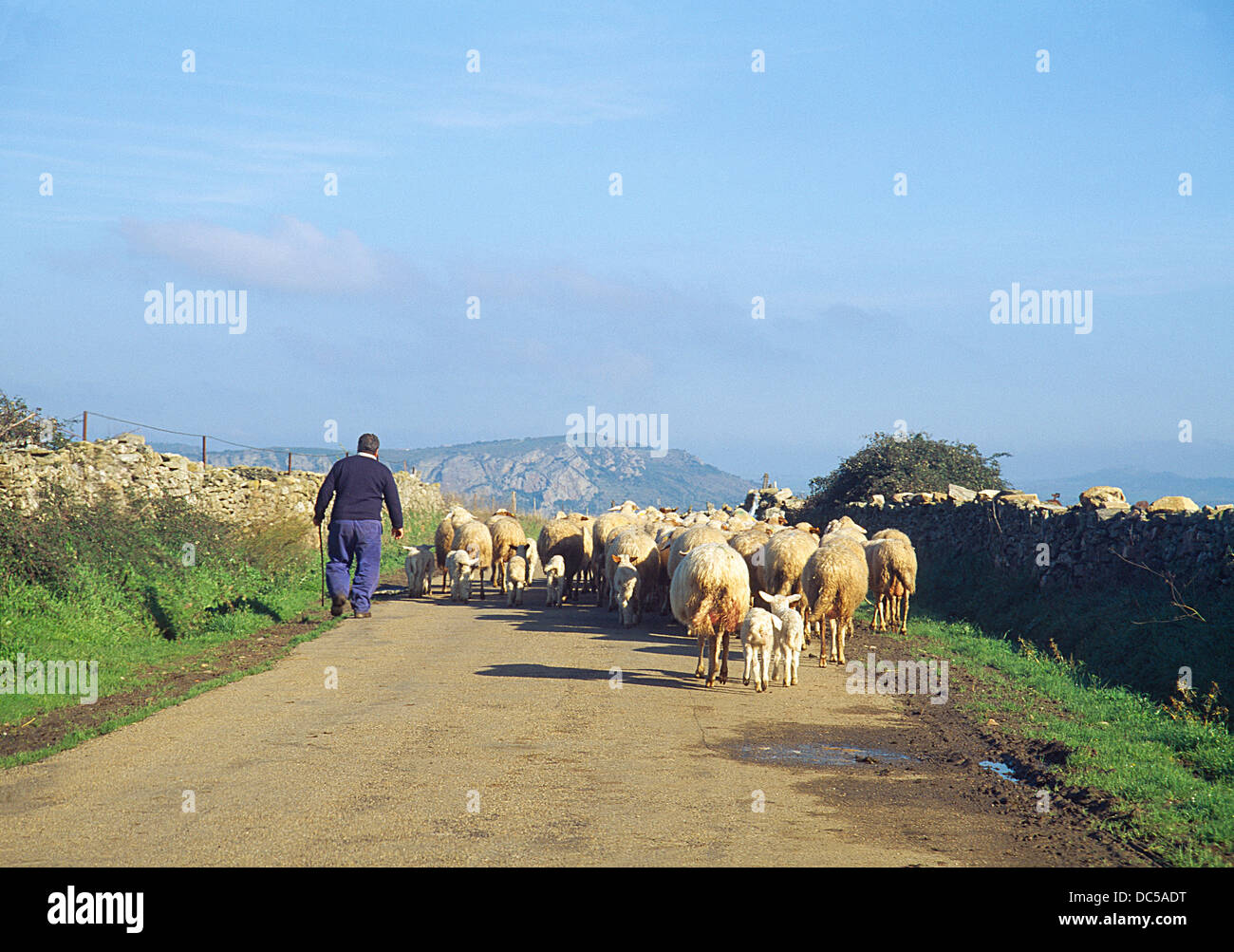 Shepperd and flock of sheep on a side road. Hinojosa de Duero, Salamanca province, Castilla León, Spain. Stock Photo