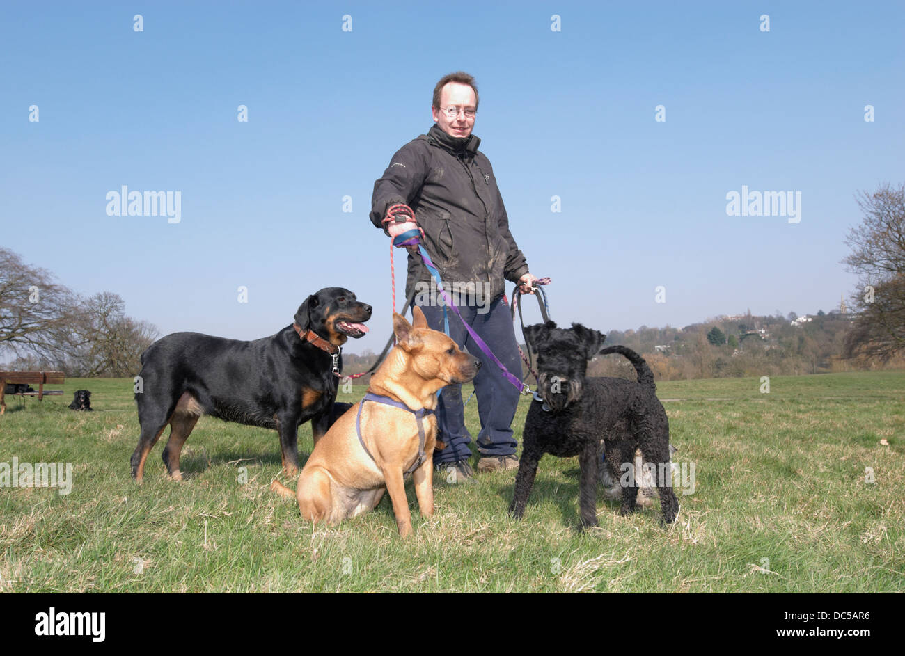 dog walker on Hampstead Heath Stock Photo Alamy