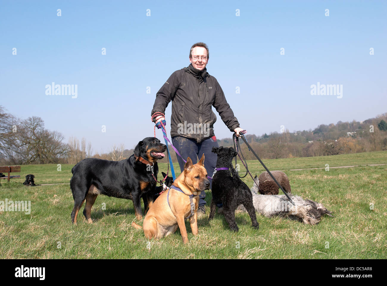 Dog walker on Hampstead Heath Stock Photo Alamy