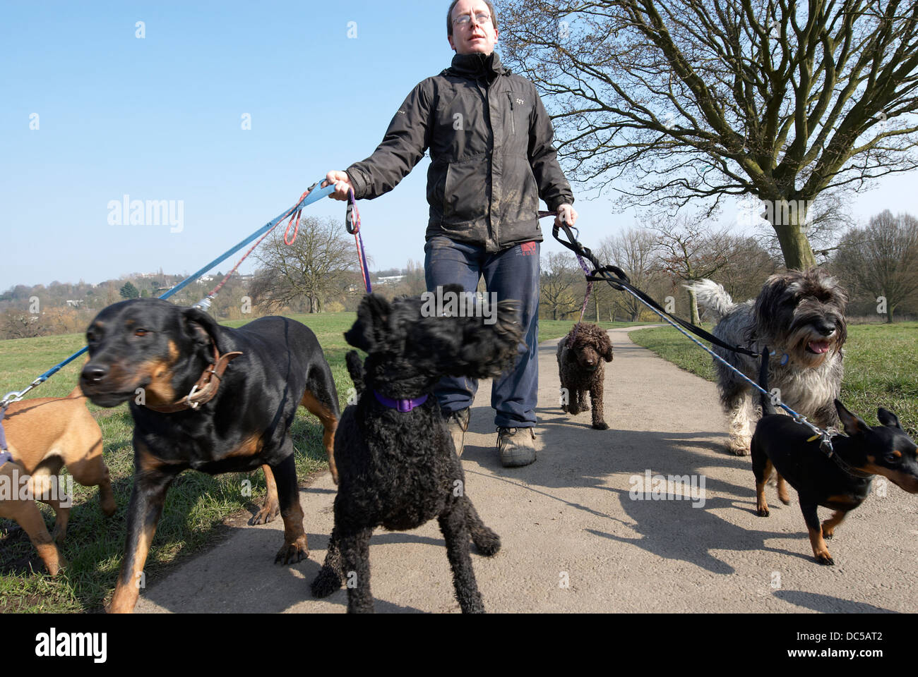 Dog walker on Hampstead Heath Stock Photo Alamy