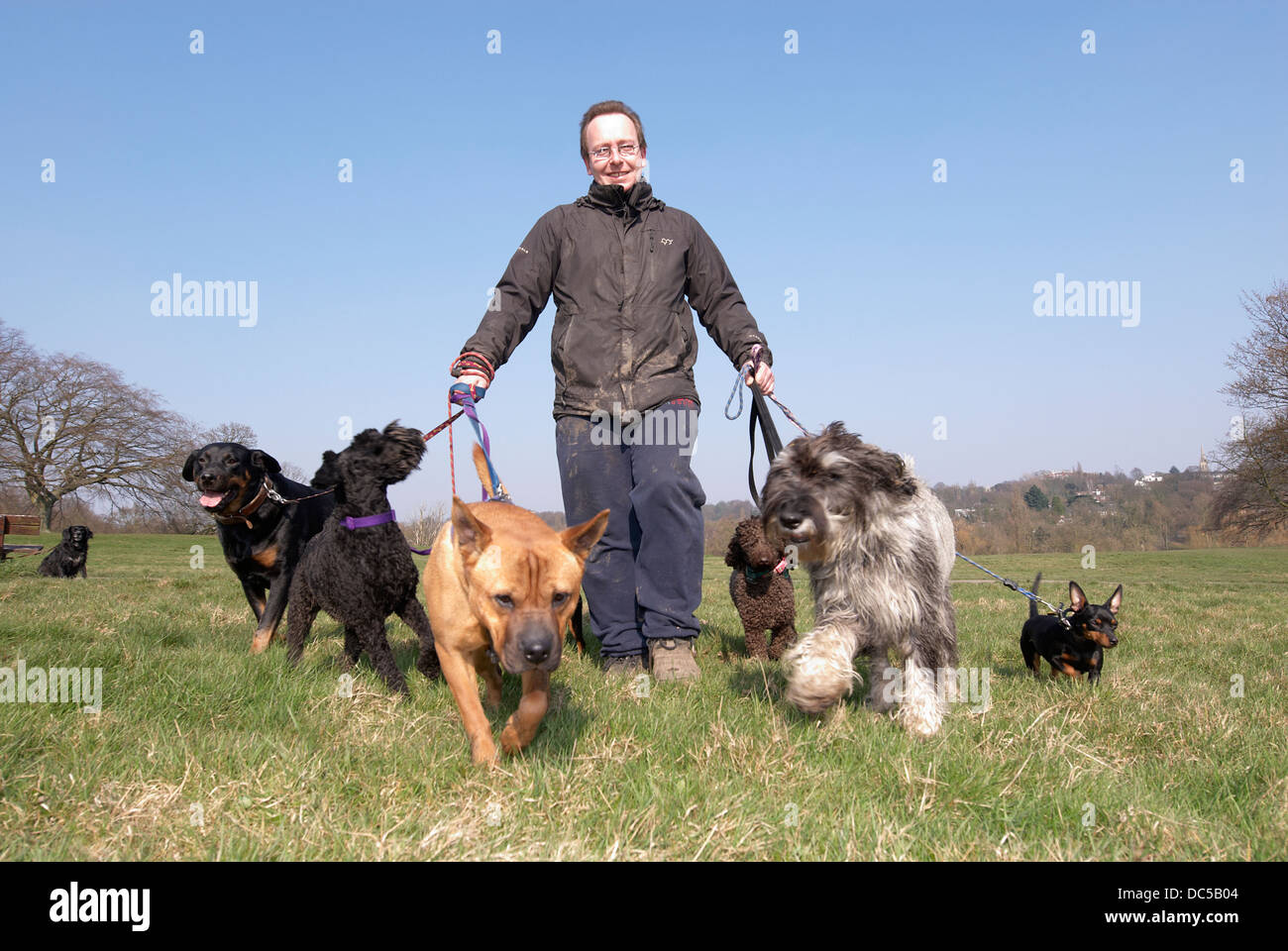 Dog walker on Hampstead Heath Stock Photo Alamy