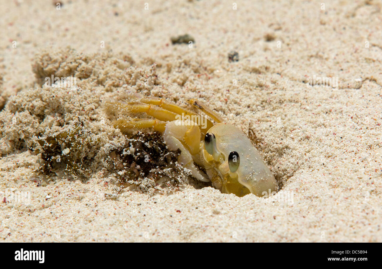 Close Up Detail of a Ghost Crab Cleaning Out Its Burrow on a Caribbean