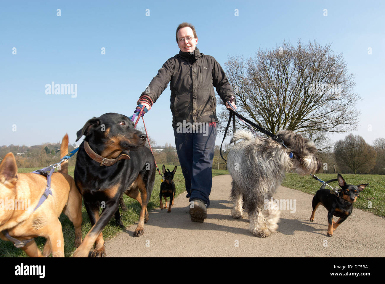 Dog walker on Hampstead Heath Stock Photo Alamy