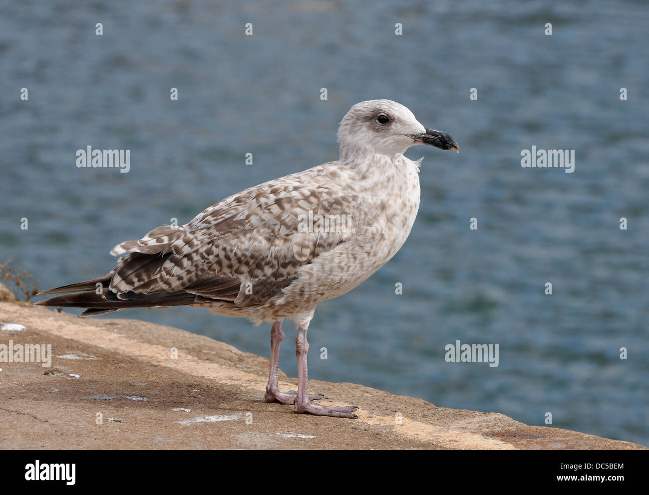 Juvenile herring gull hires stock photography and images Alamy
