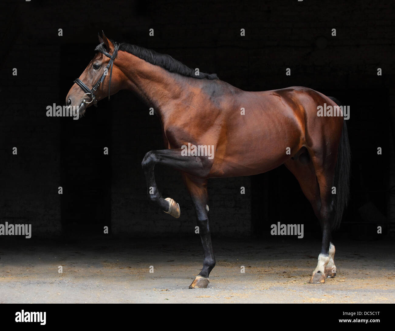 Trakehner horse (Equus caballus). Low Key portrait of a stallion Stock Photo