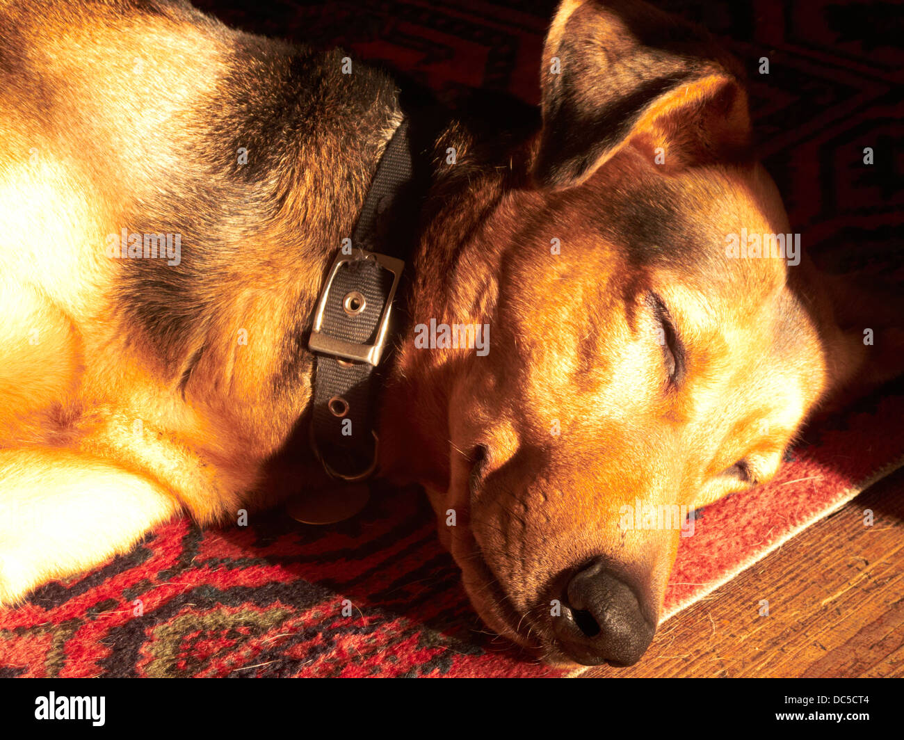 Sleeping Dog Stock Photo
