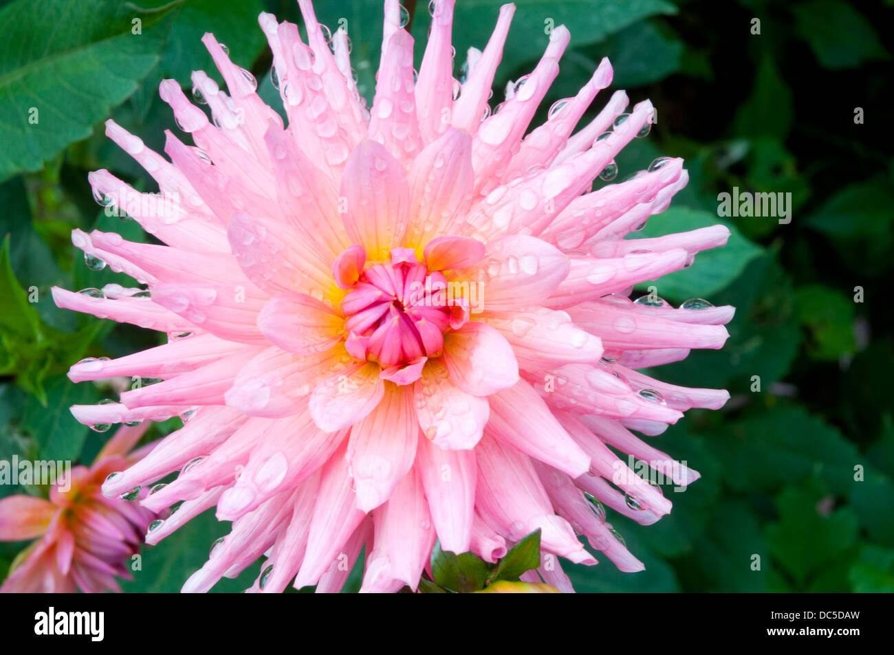 Pink dahlia flower. Close view. Stock Photo