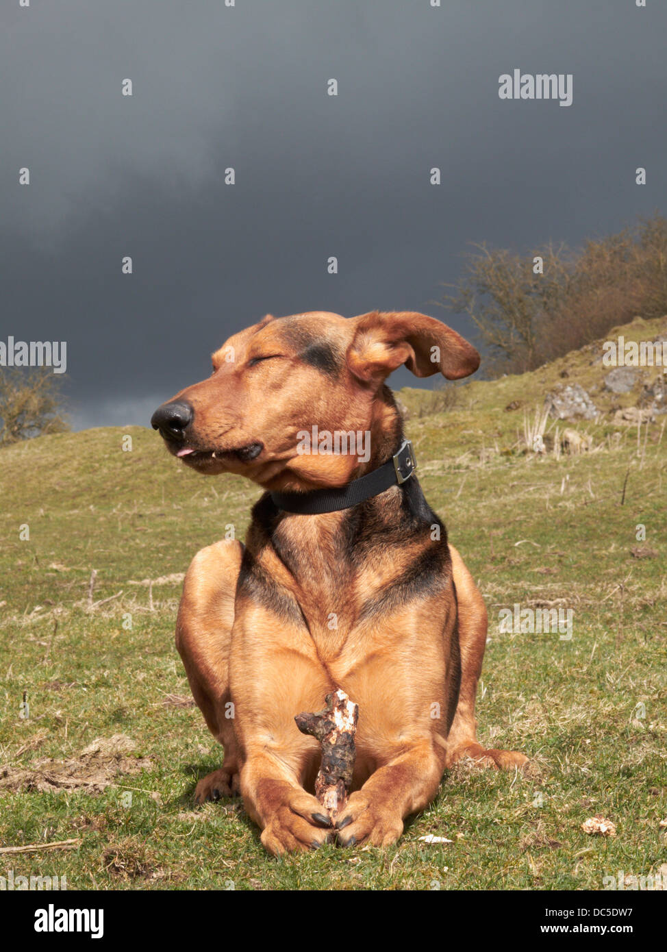 Prone Dog Stock Photo