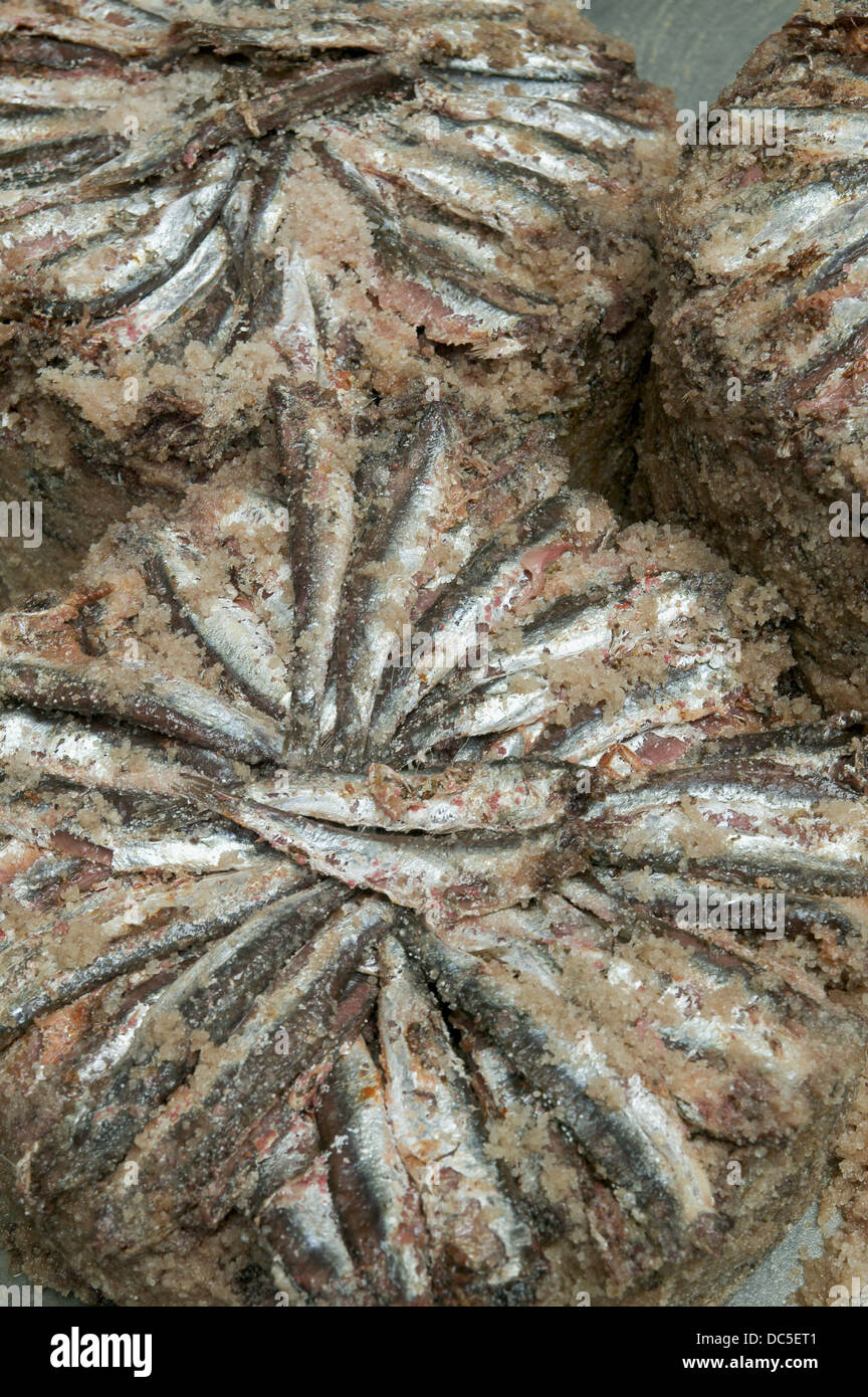 Anchovies after the salting process, for the making of anchovies in oil