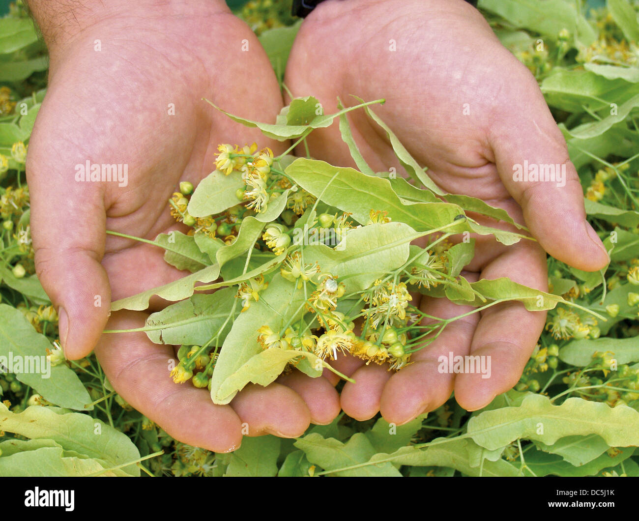 Lime Tree Tea High Resolution Stock Photography and Images - Alamy