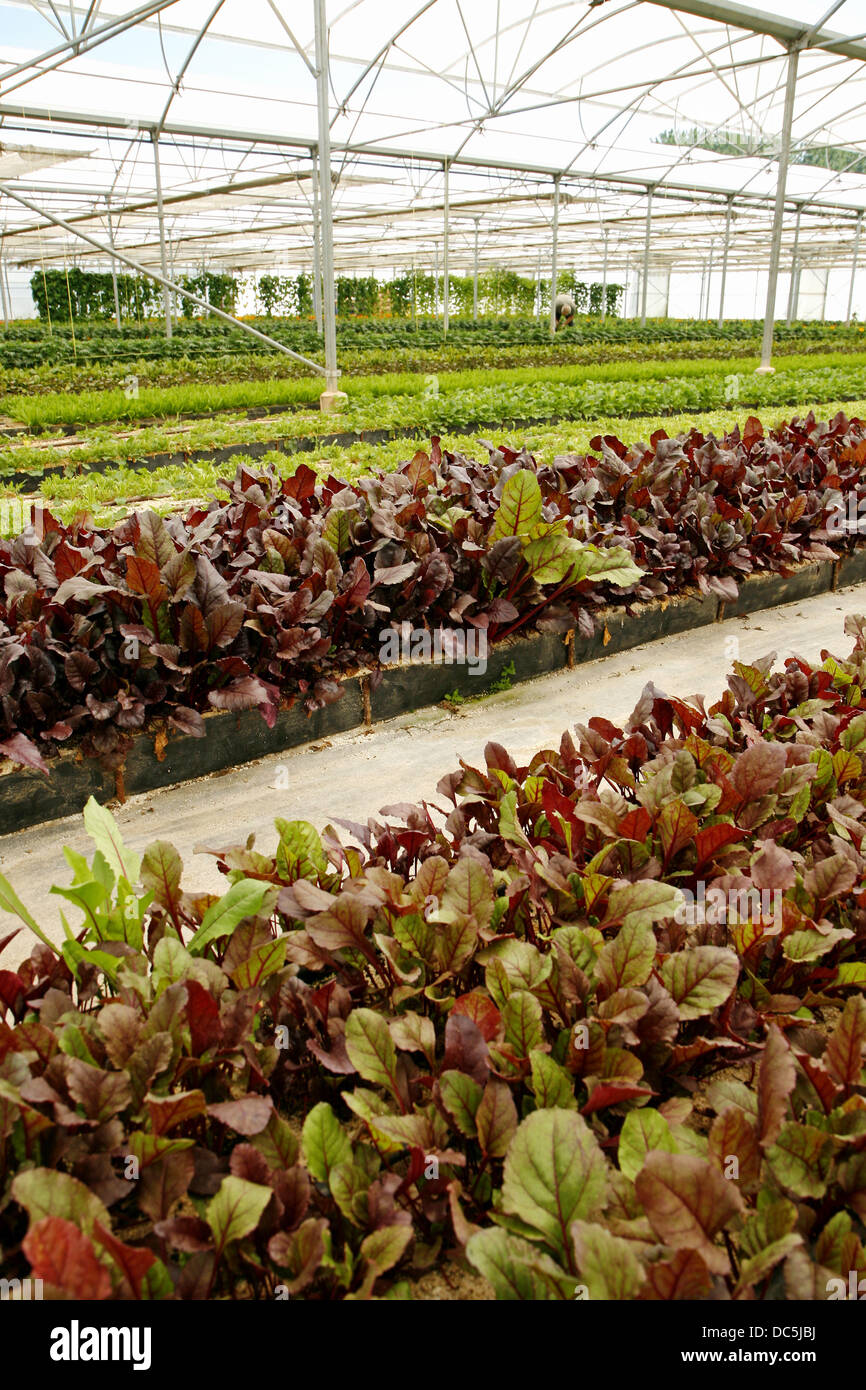 Cultivation of edible plants. Balaguer, Lleida, Catalonia, Spain Stock Photo