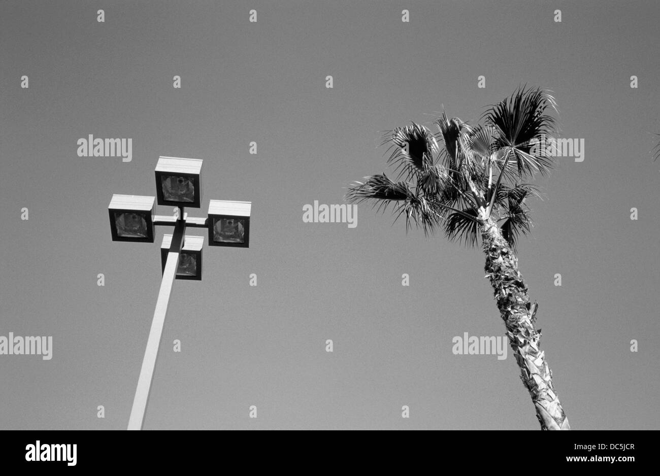 Street light and palm tree Stock Photo - Alamy