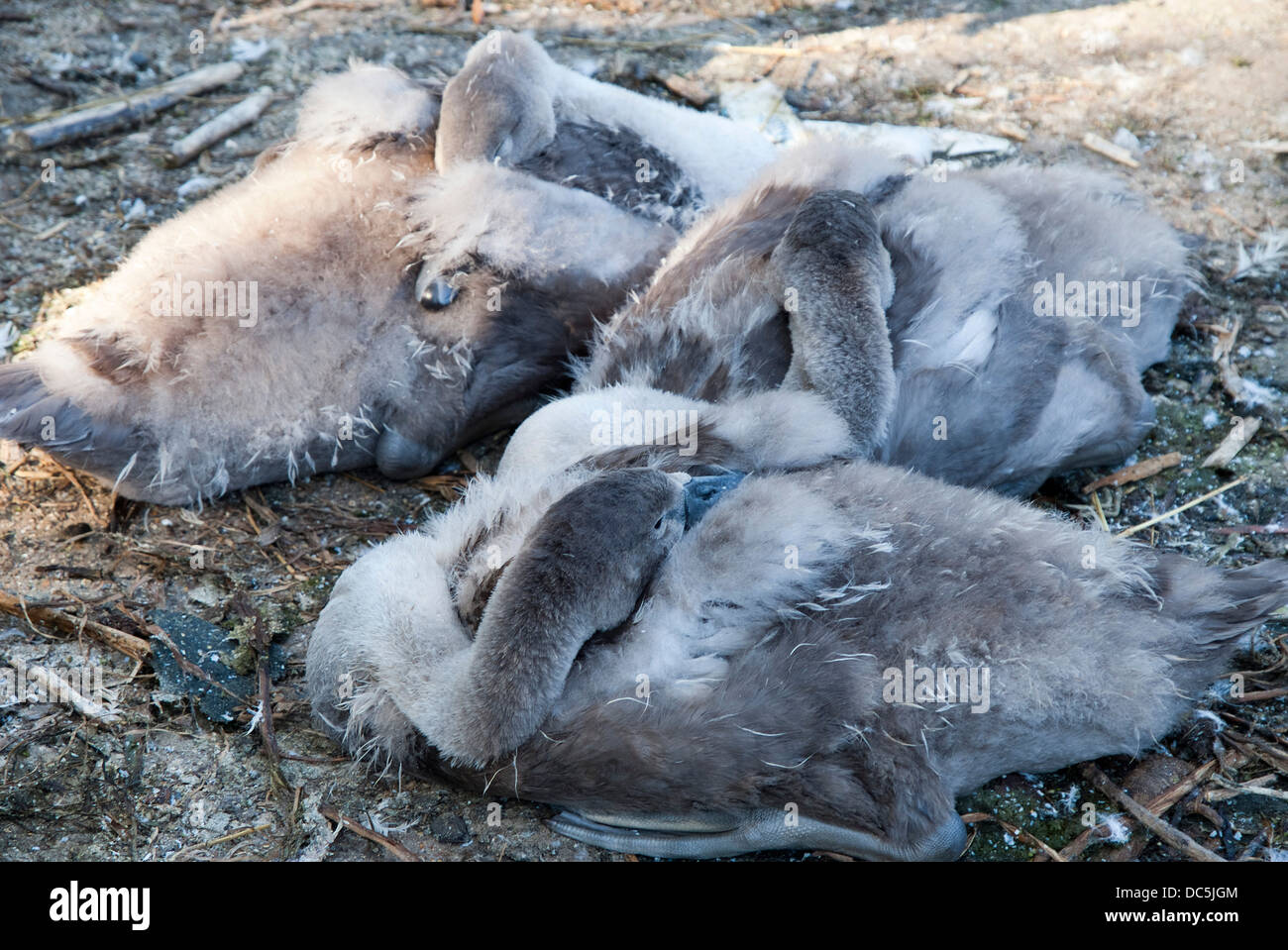 Sleeping signets Stock Photo