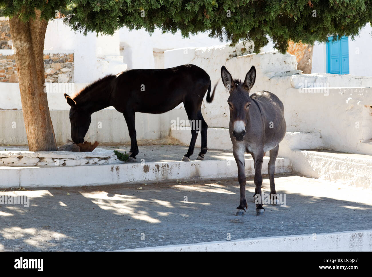 Donkey and Mule in Greece Stock Photo