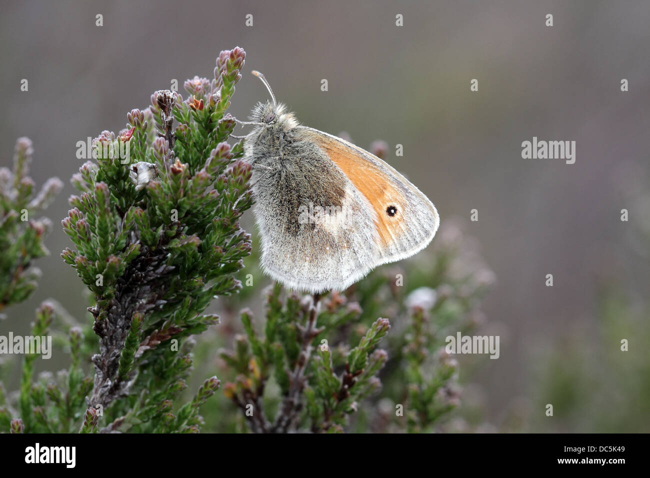 Large Heath, Coenonympha tullia, on heather. This is the plain Northern race scotica found mainly in Highland Scotland Stock Photo