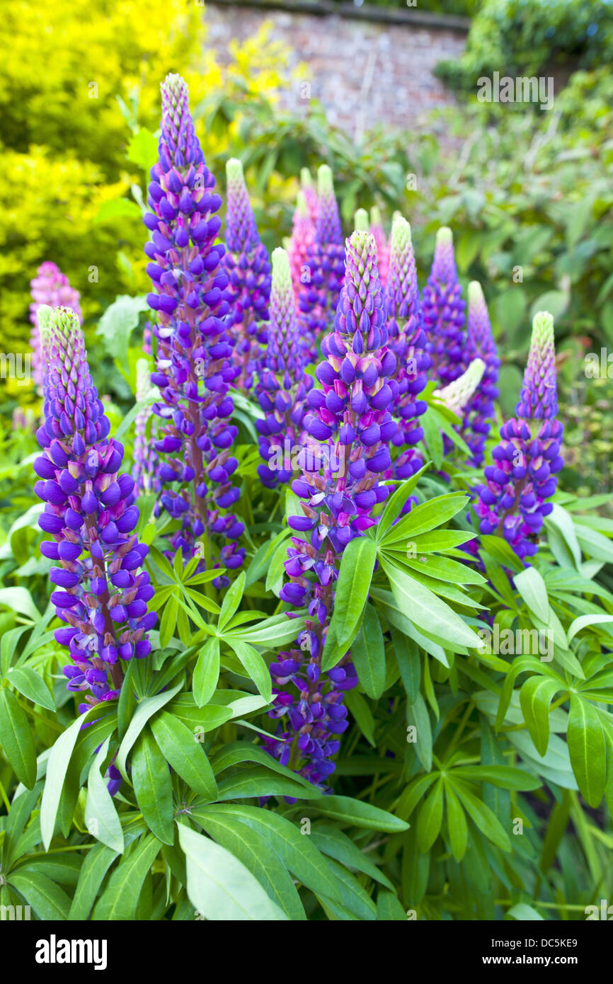 Blue lupin hires stock photography and images Alamy