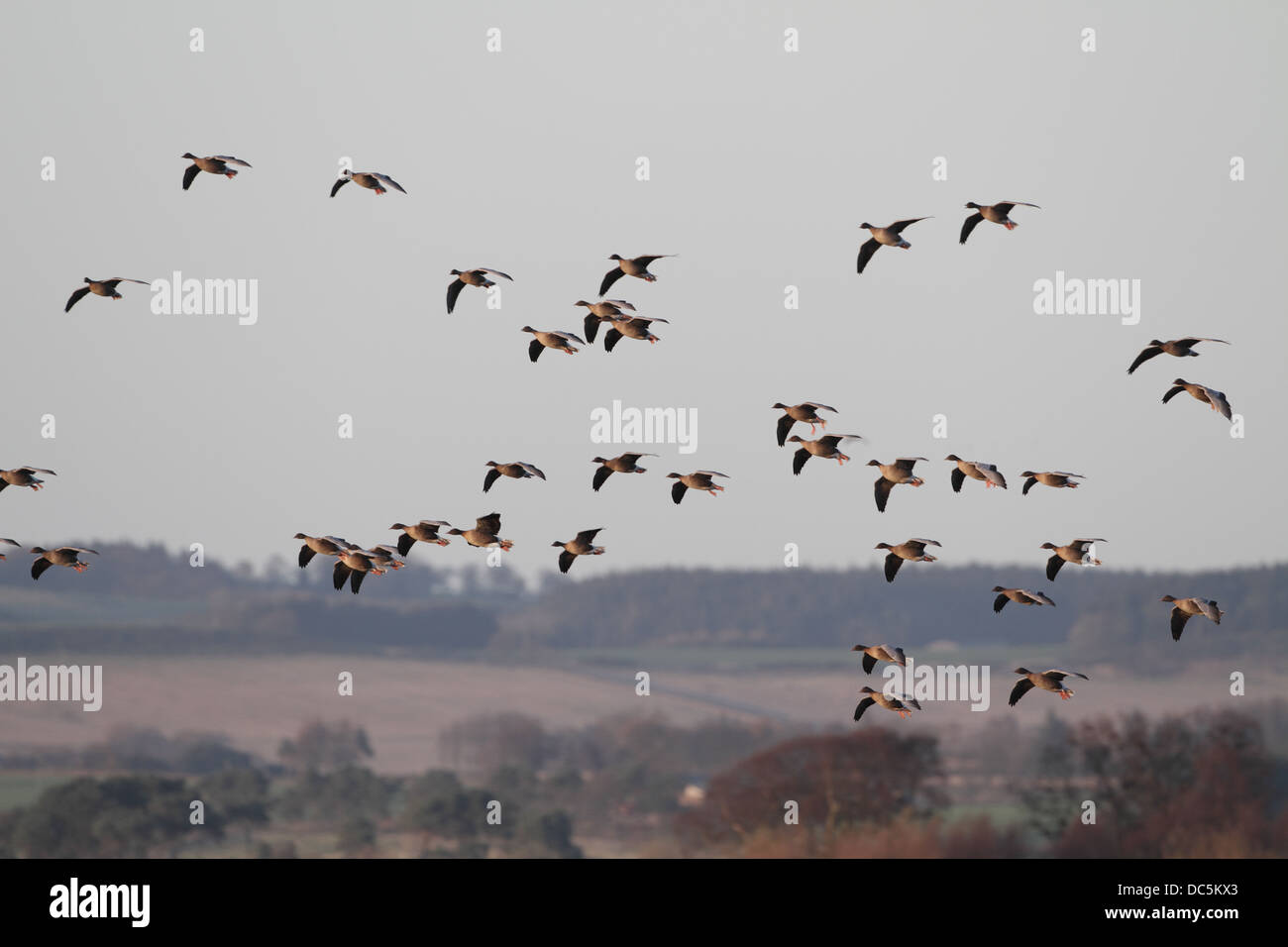 Pink-footed Geese, Anser brachyrhynchus, approaching landfall Stock Photo