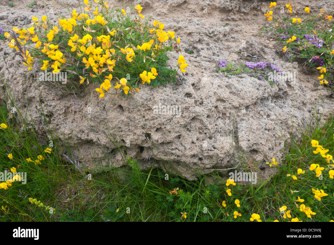 Birdsfoot trefoil growing on a deposit of Aeolianite, or wind-blown sedimentary rocks, at Aikerness on Mainland, Orkney. Stock Photo