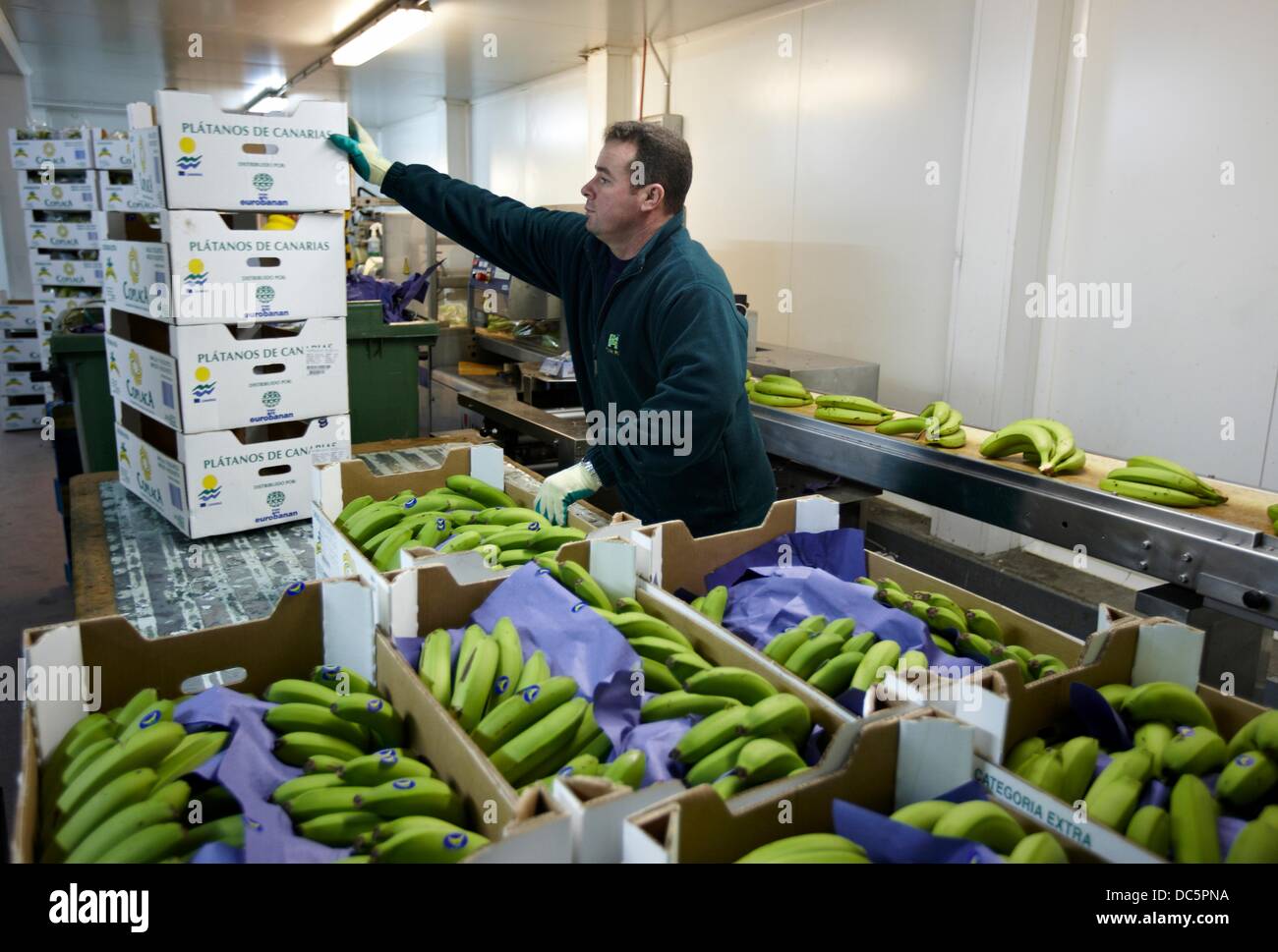 Packing bananas, Mercabilbao fruits and vegetables wholesale market