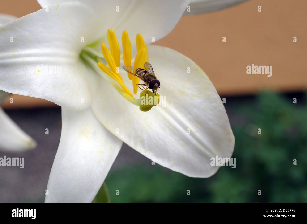 like a wasp fly (Syrphidae) sucking nectar from Lilies Stock Photo
