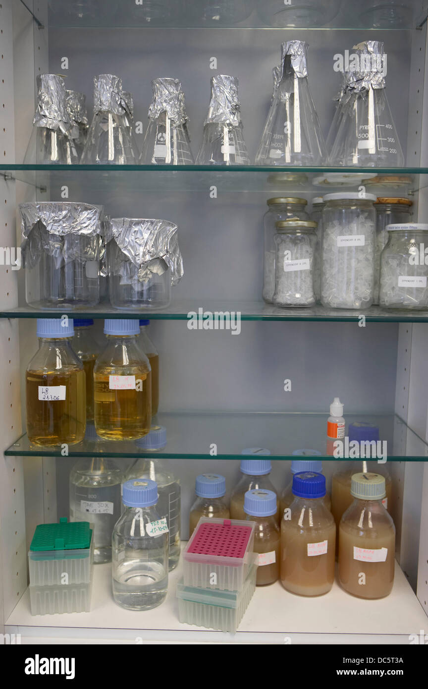 Flasks and bacterial culture medium. Laboratory, Fundación Inbiomed
