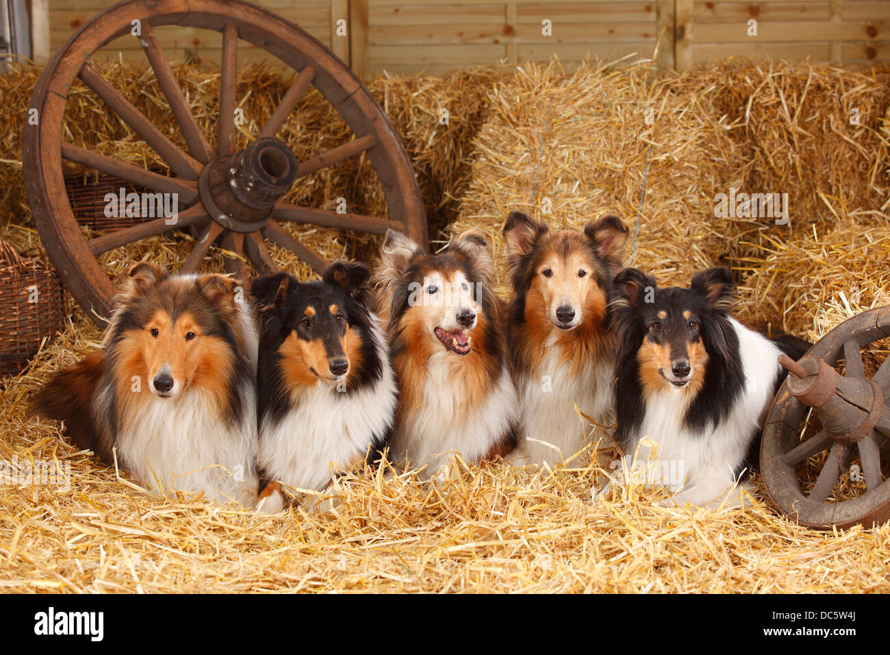 Rough Collies |Collies / Schottischer Schaeferhund Stock Photo