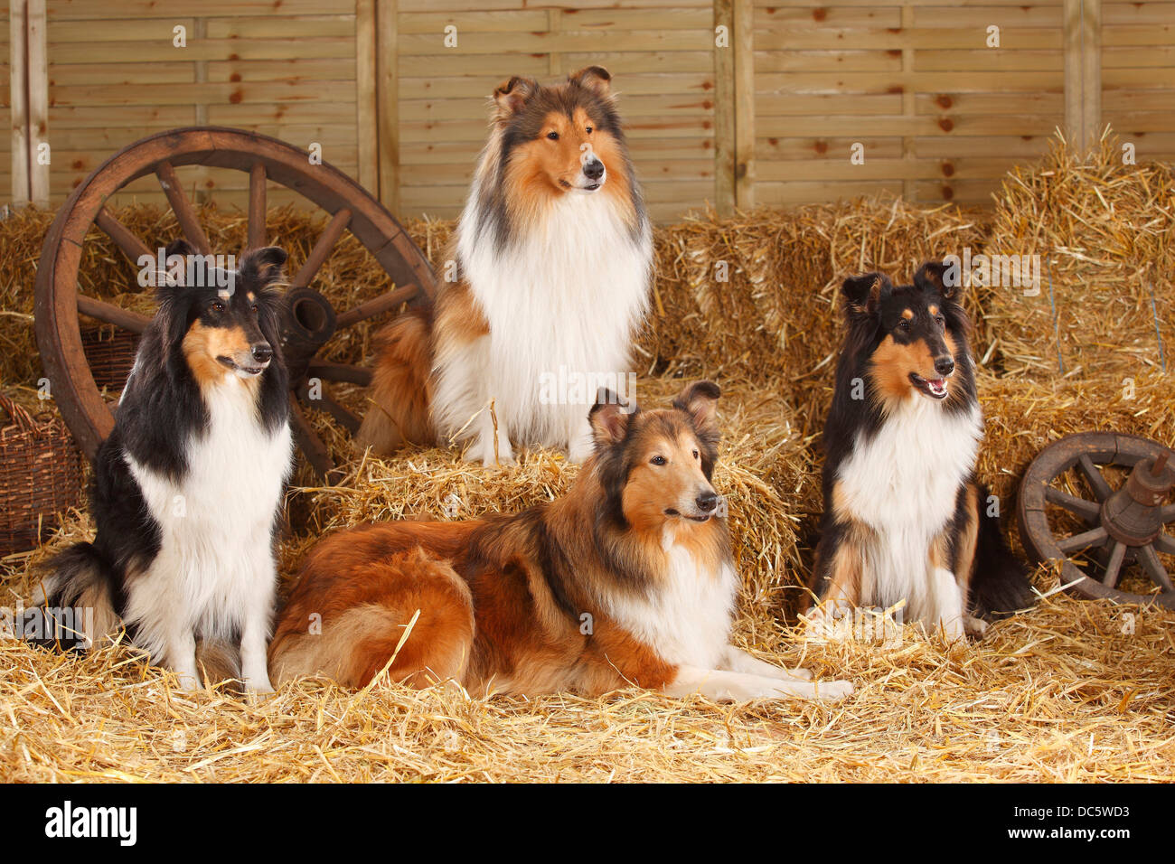 Rough Collies |Collies / Schottischer Schaeferhund Stock Photo