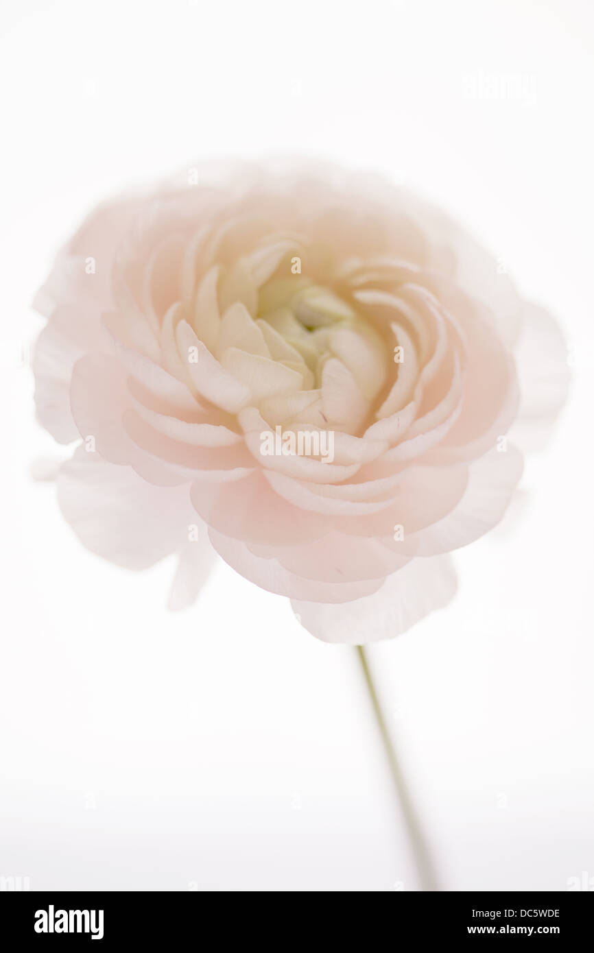 Pale Pink Ranunculus Stock Photo - Alamy