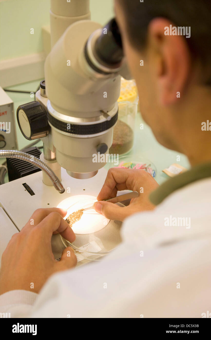 Soil nematode microscope hi-res stock photography and images - Alamy