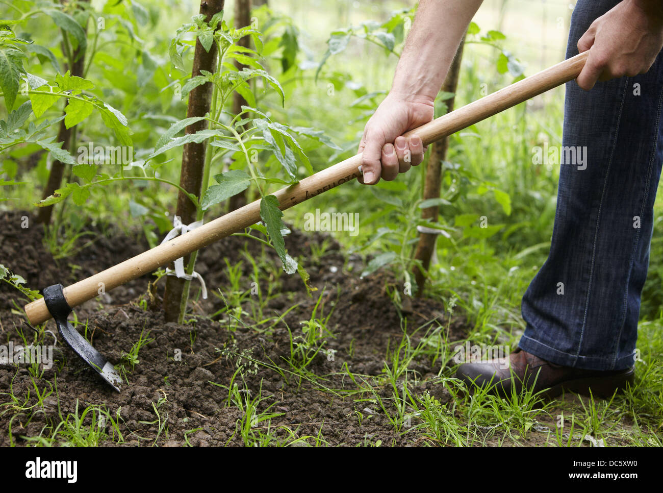 Farmer using hoe, hand tool, farming, kitchen garden, Guipuzcoa, Basque