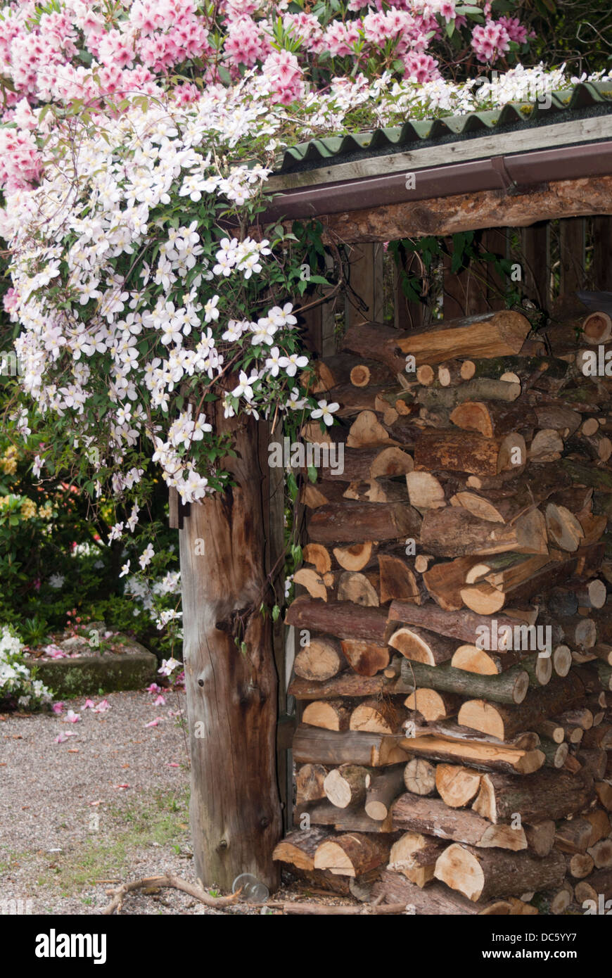 A log store draped in clematis flowers Stock Photo
