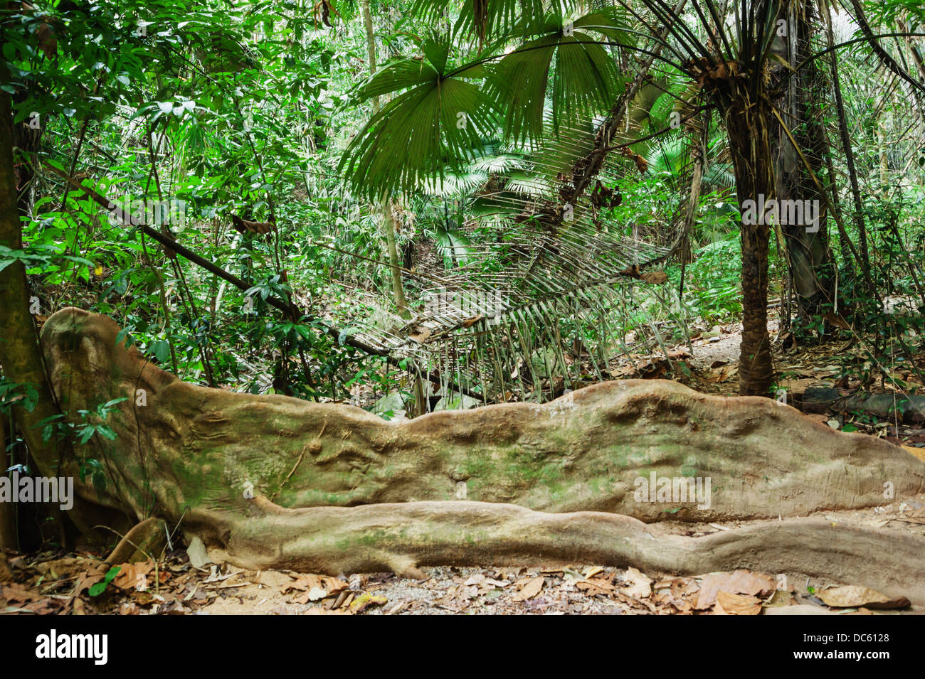 tropical jungles of South East Asia Stock Photo