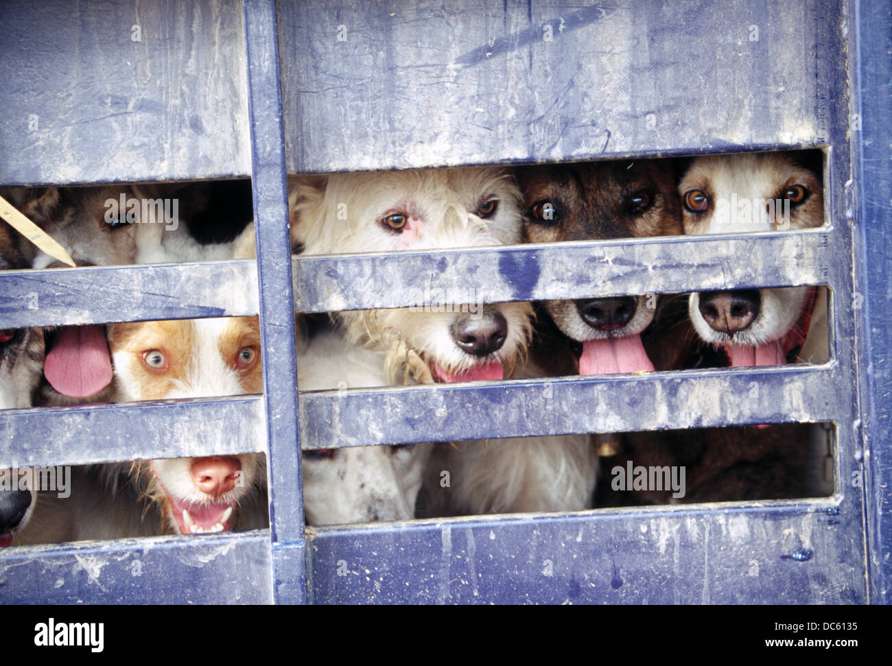 Dogs Stock Photo Alamy