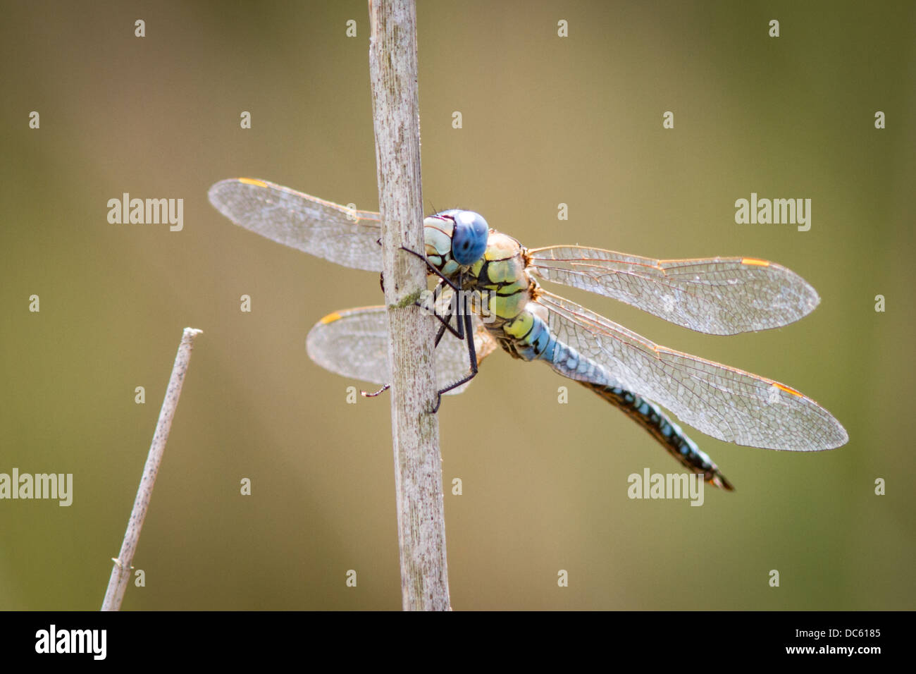 Male Southern Migrant Hawker (Aeshna affinis) on reed stem Stock Photo