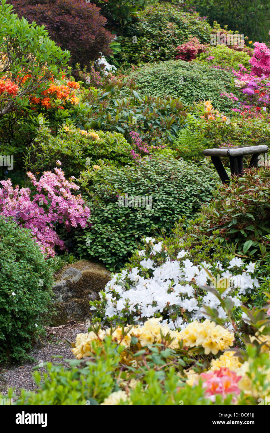 Cottage garden rhododendron hires stock photography and images Alamy