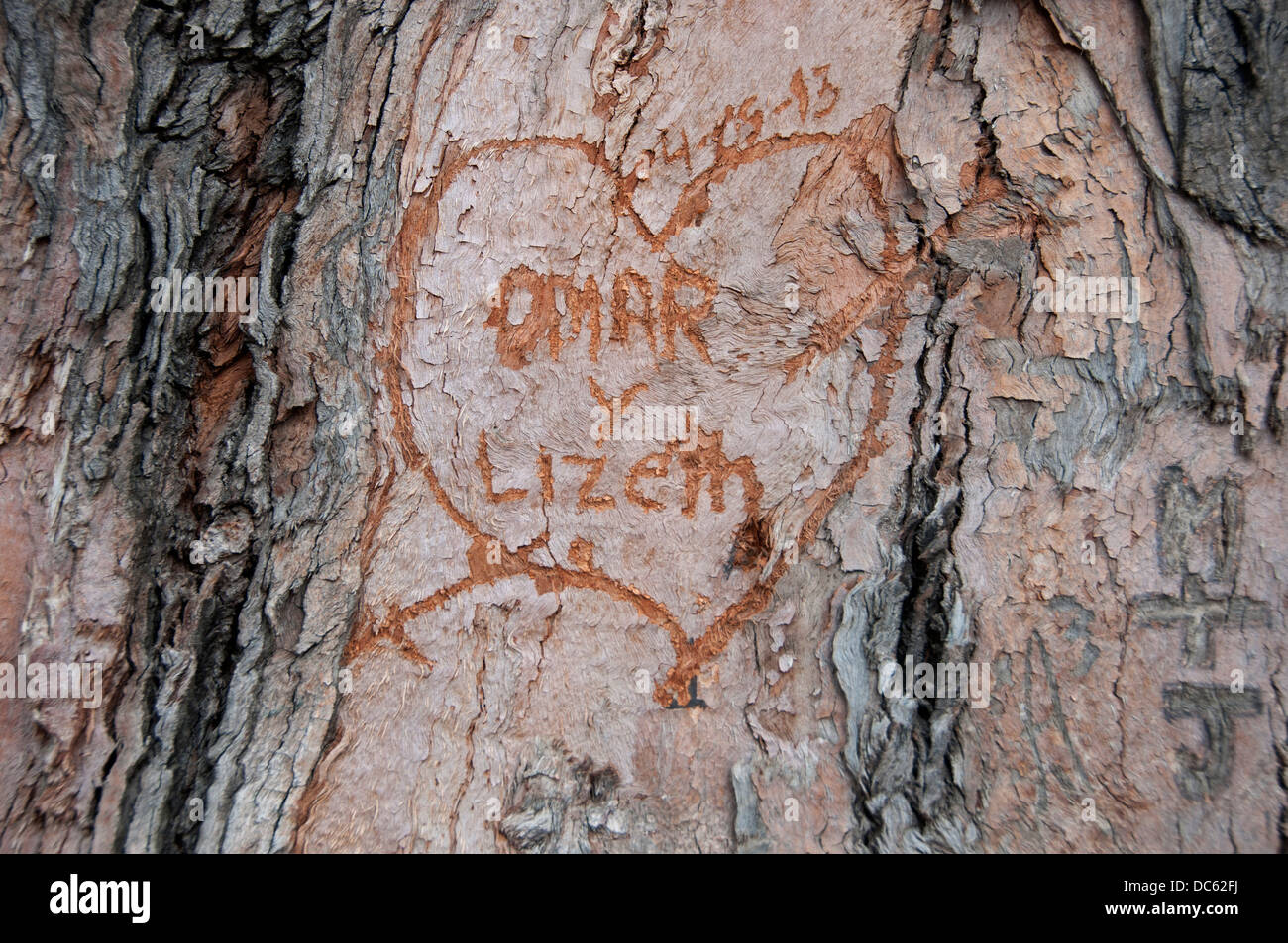 Bolivia June 2013. Love heart carved on tree bark Stock Photo