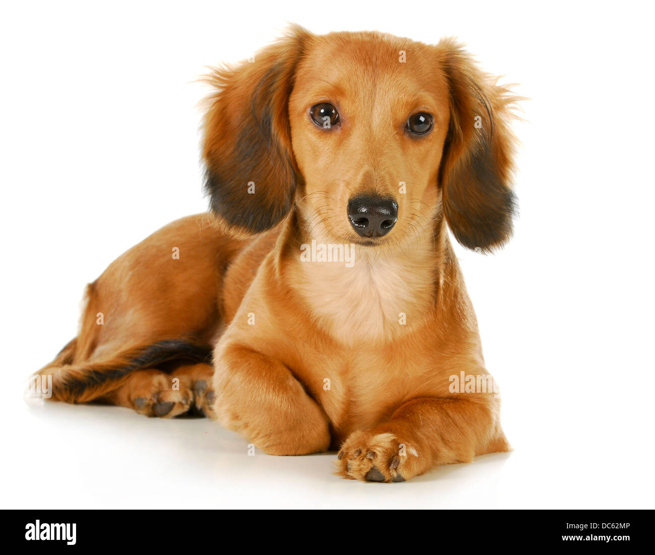 miniature dachshund - long haired weiner dog laying down looking at viewer  isolated on white background Stock Photo - Alamy