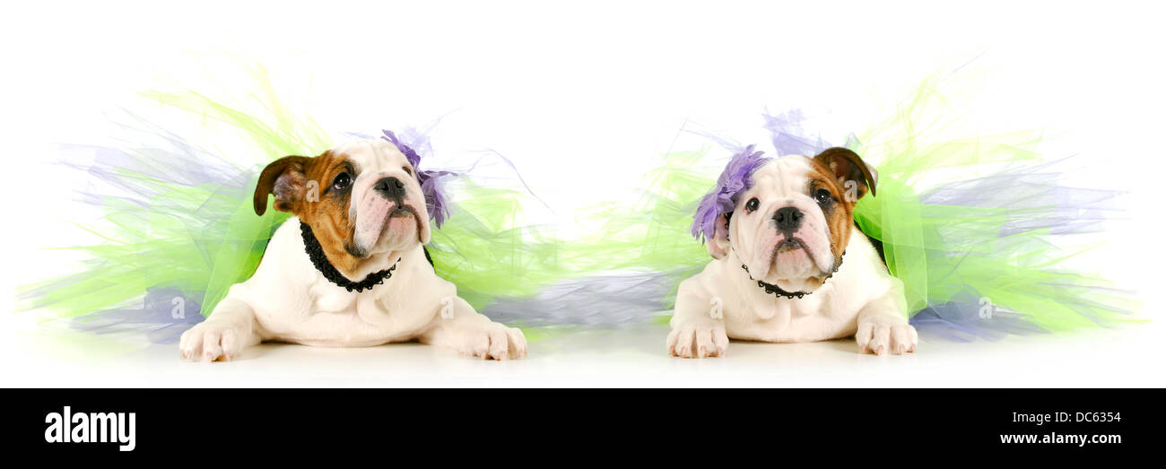 tutu babies - two english bulldog puppies wearing tutu's on white background Stock Photo